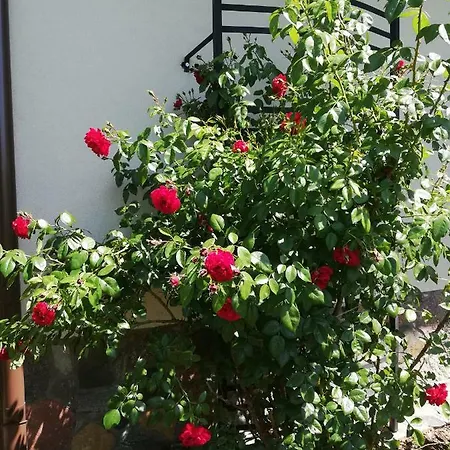 Apartmán Sloneczne Zacisze Wicko (Pomerania)