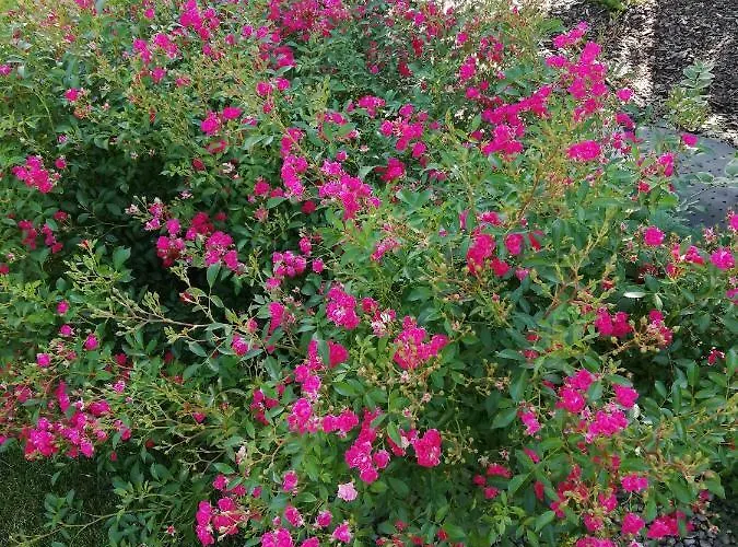 Sloneczne Zacisze Daire Wicko (Pomerania)