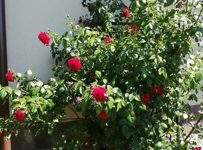 Daire Sloneczne Zacisze Wicko (Pomerania)