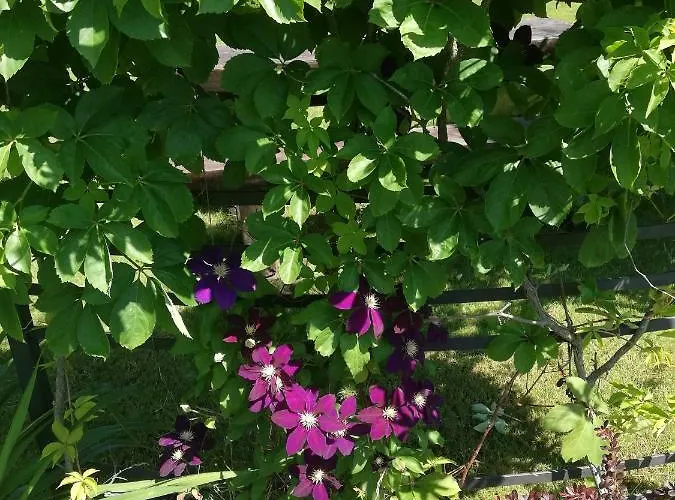 Daire Sloneczne Zacisze Wicko (Pomerania)